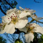 Baumblüten ...