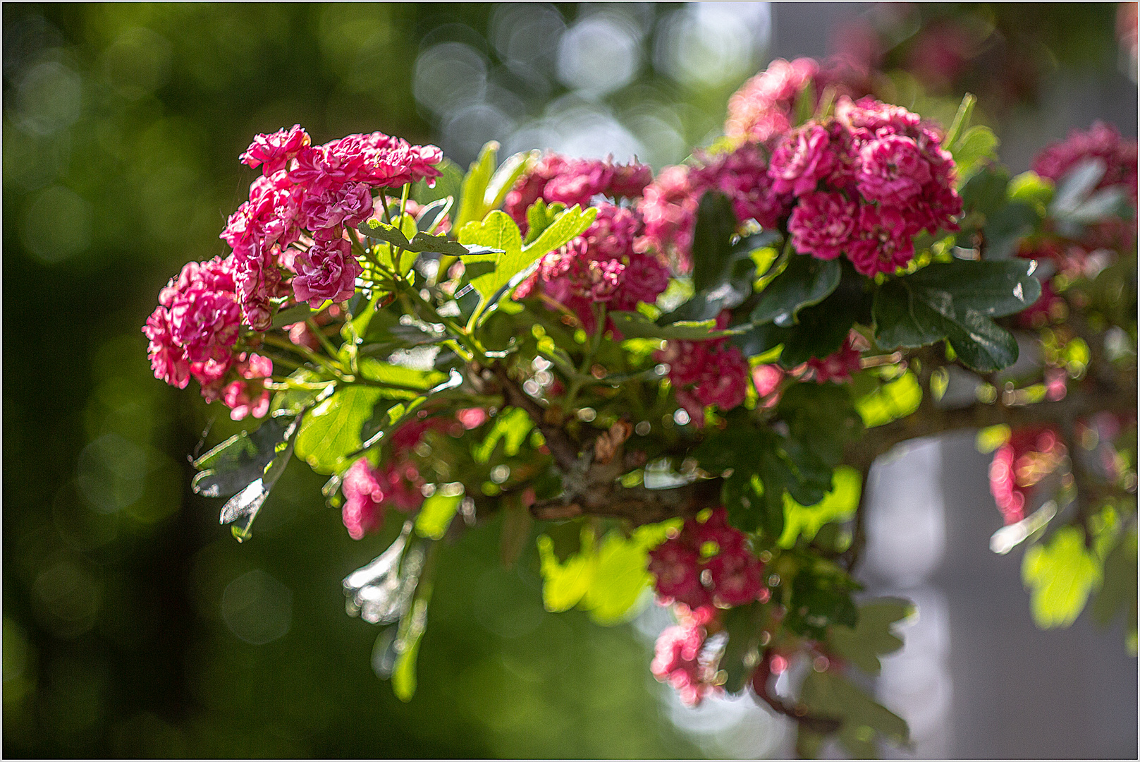 Baumblüten