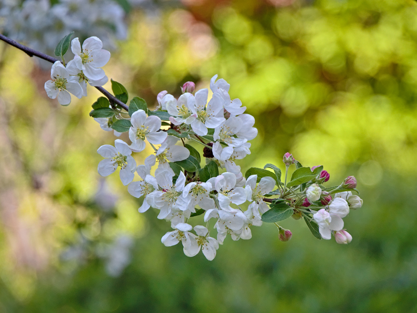 Baumblüten