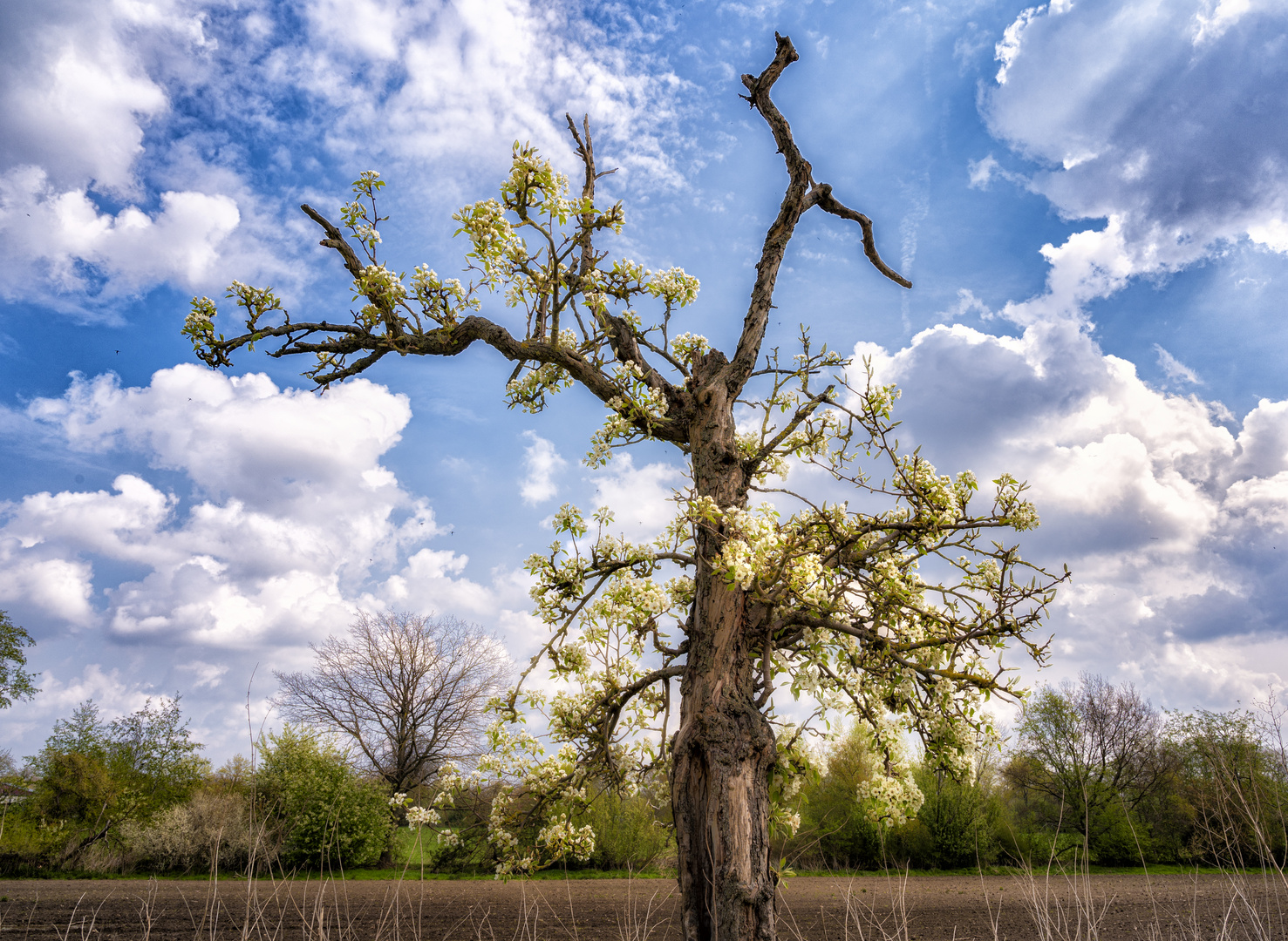 Baumblüten am Feld