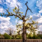 Baumblüten am Feld