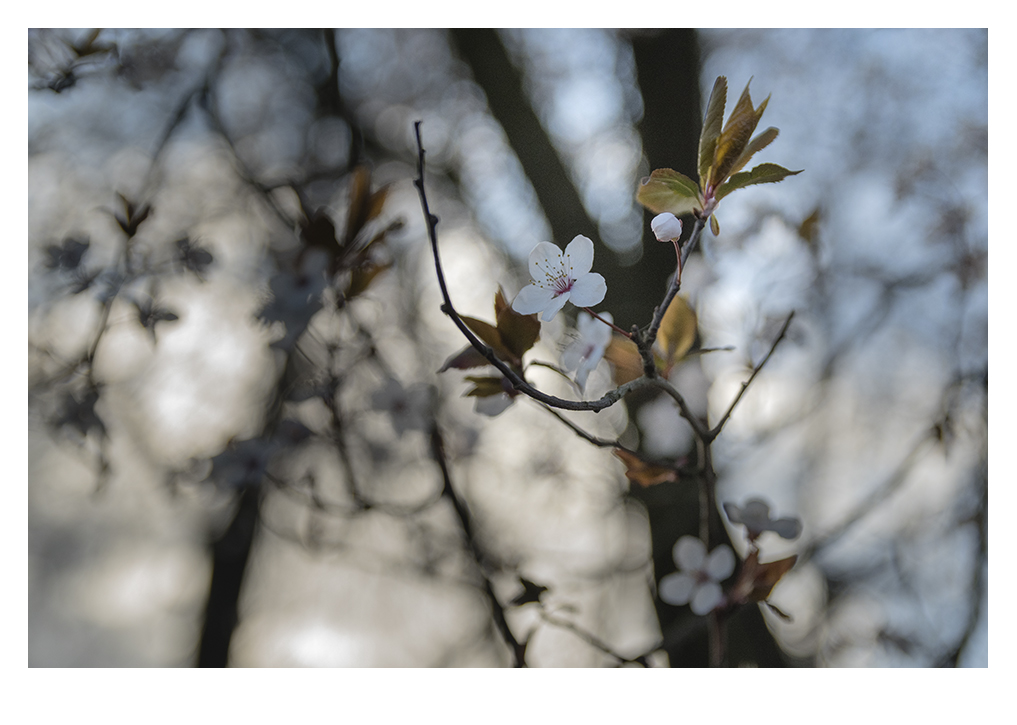 BAUMBLÜTE(N)