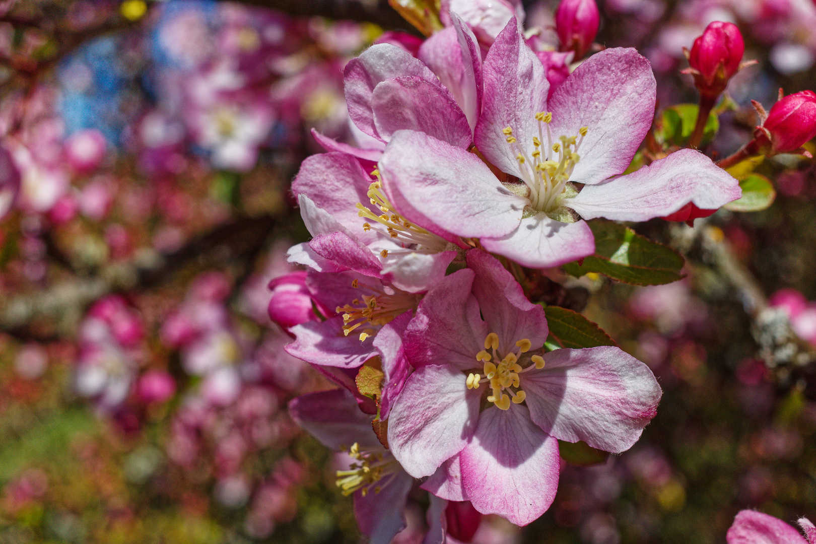 Baumblüten