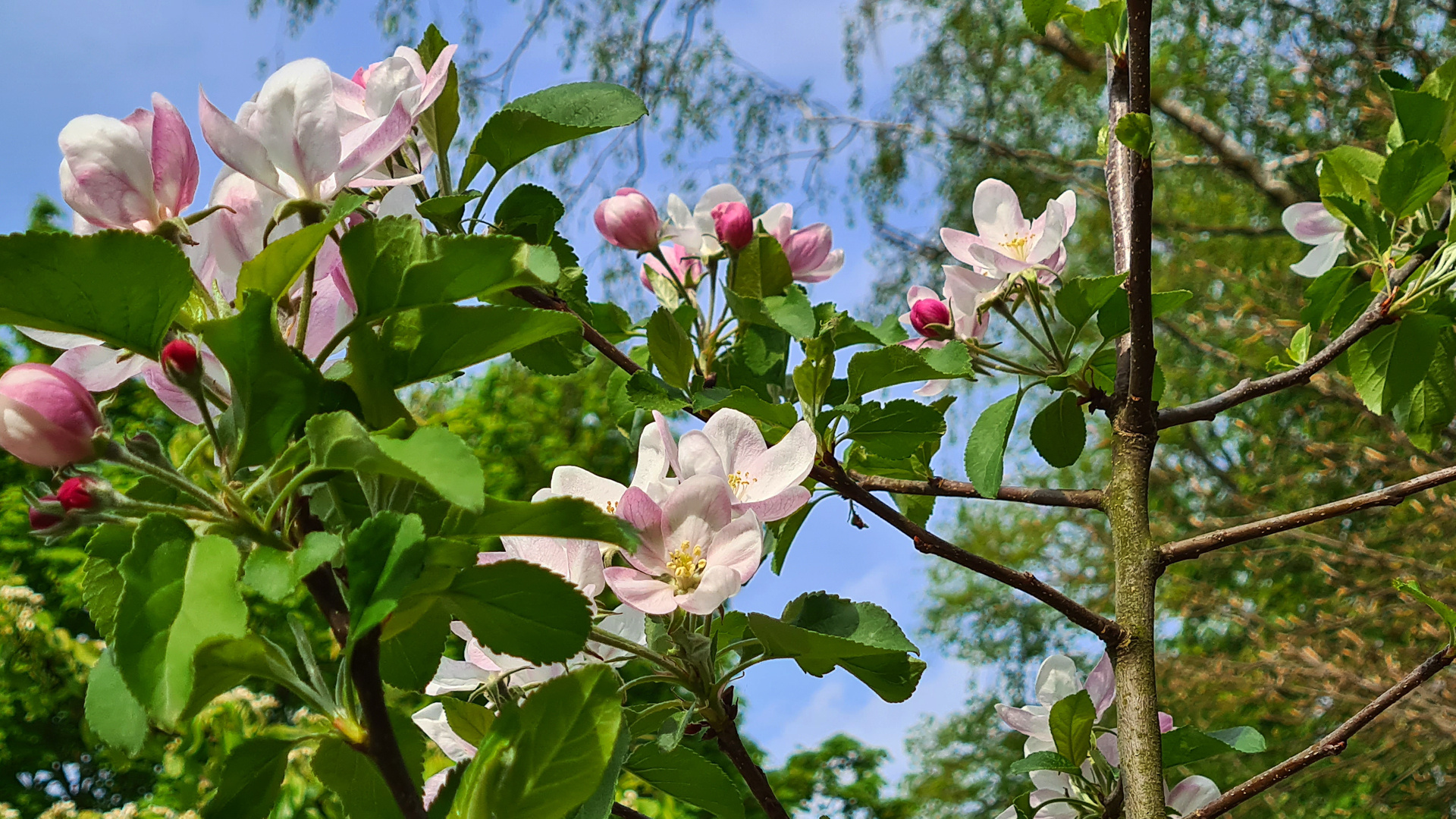 Baumblüten