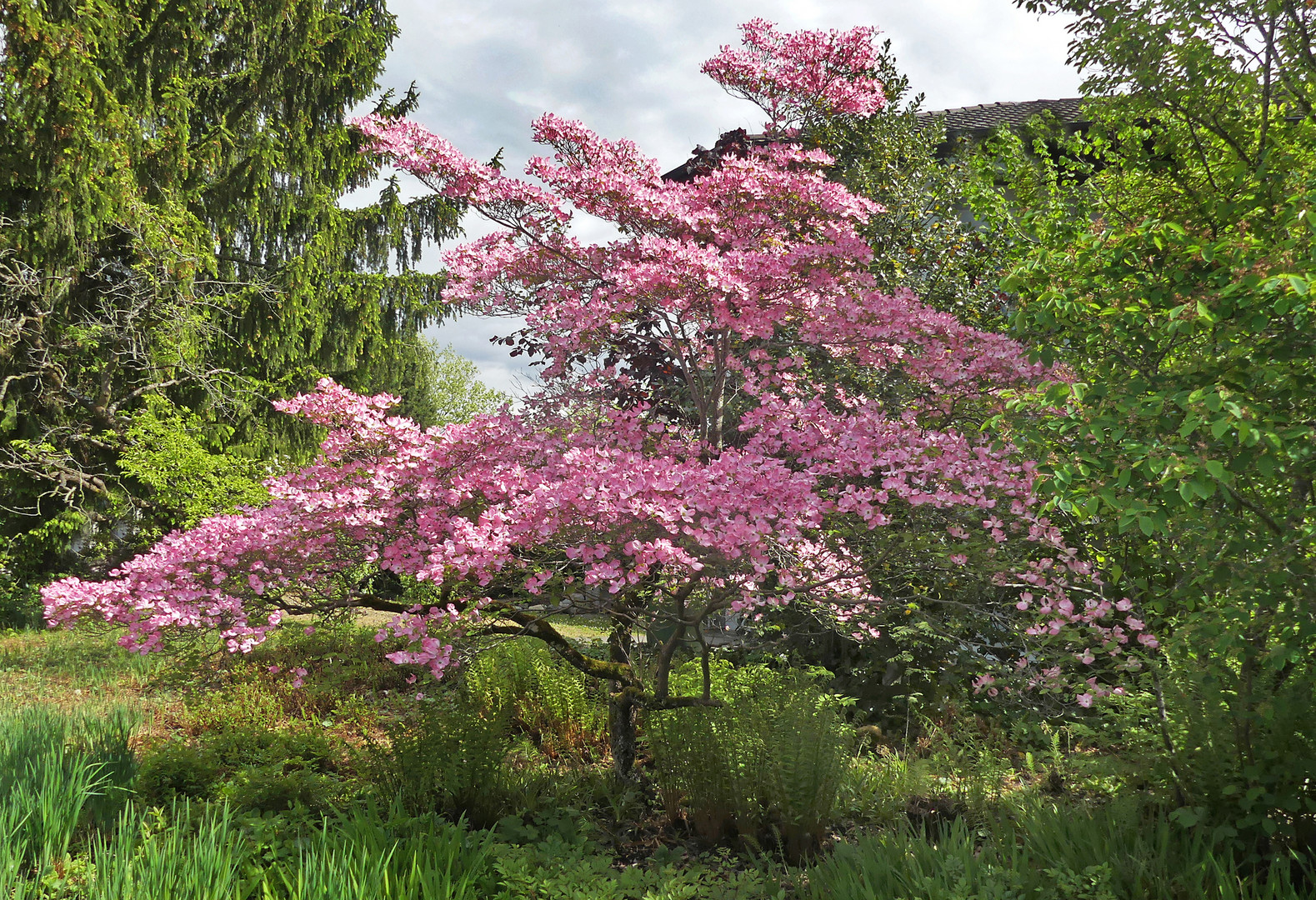 Baumblüten