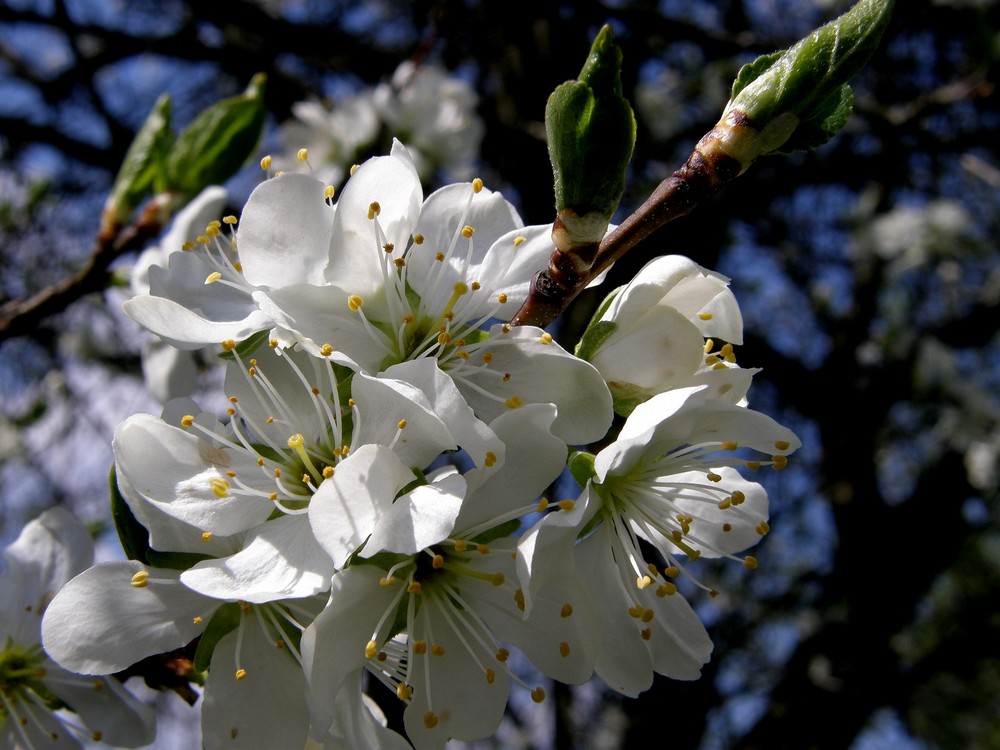 Baumblüten