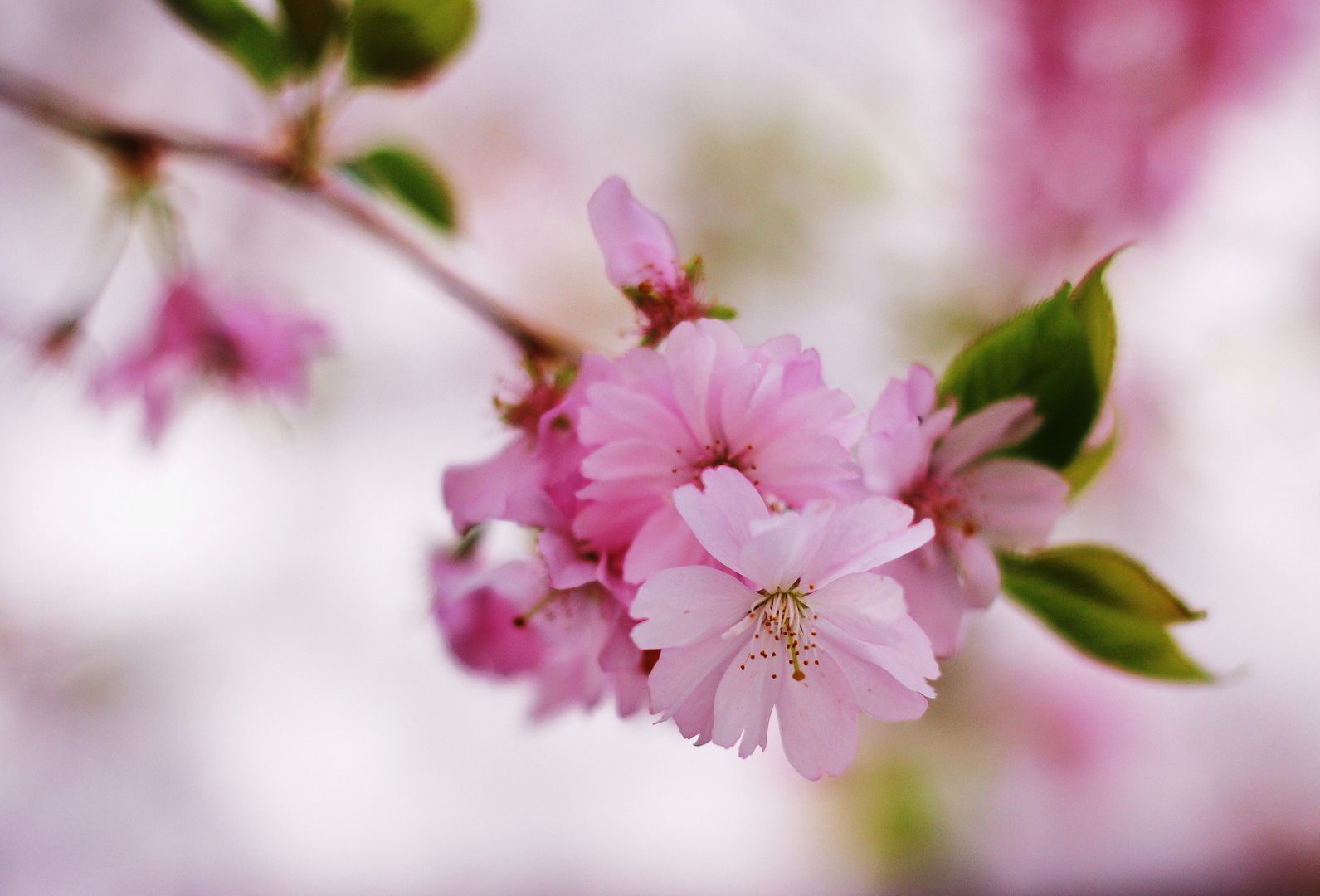 Baumblüten