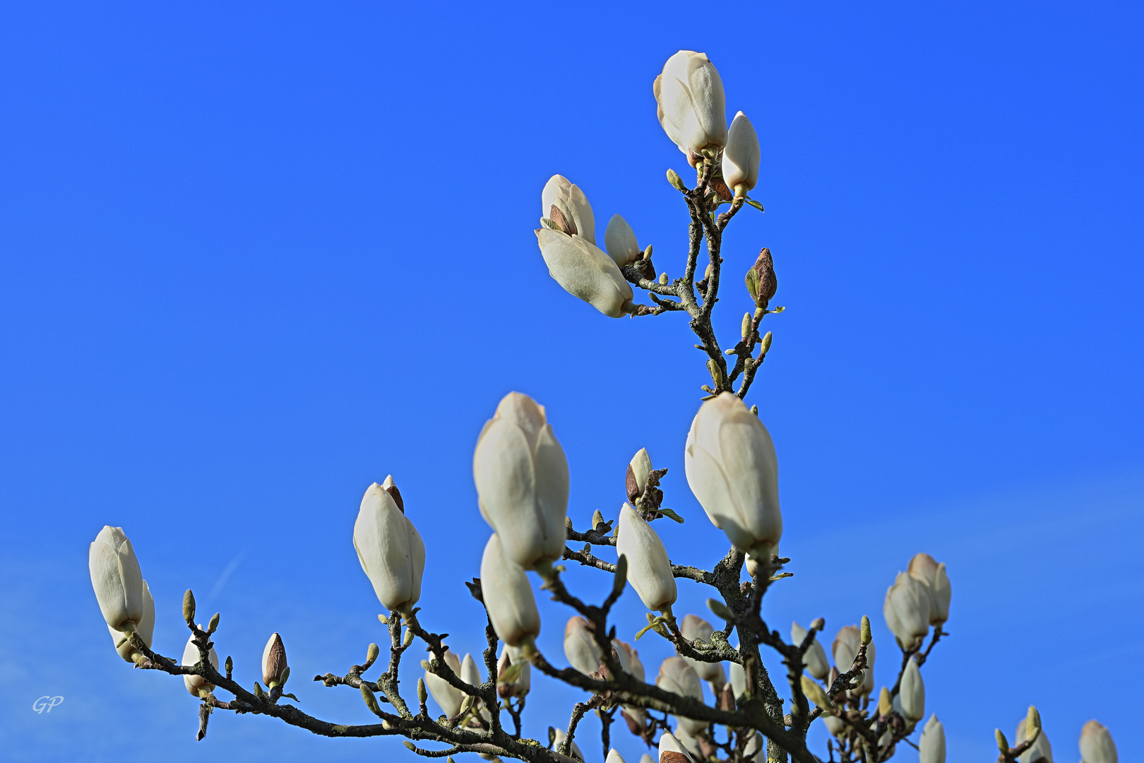 Baumblüten II