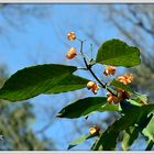 Baumblüten im Frühling