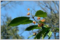 Baumblüten im Frühling