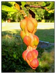 Baumblüten im Herbst