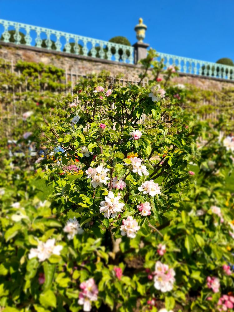 Baumblüten im Park