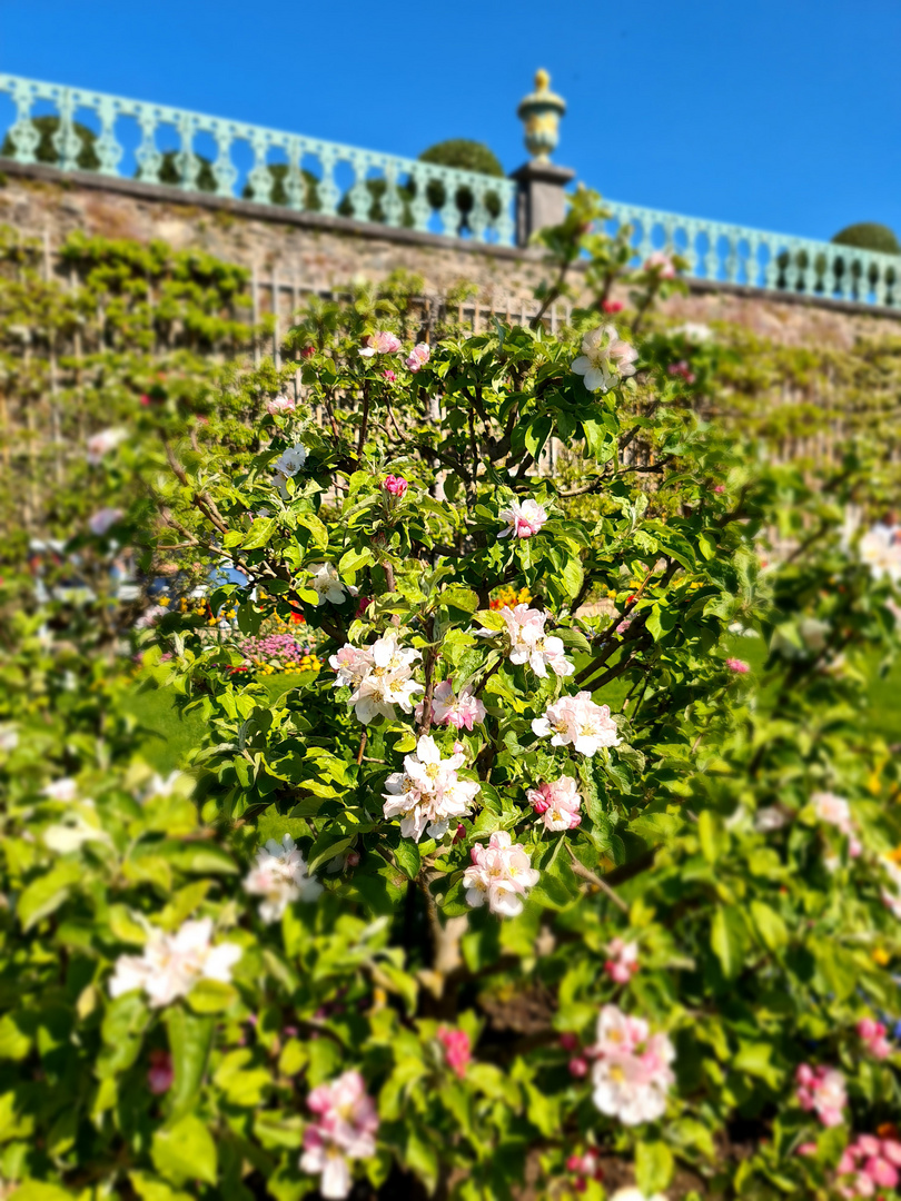 Baumblüten im Park