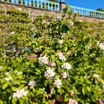 Baumblüten im Park