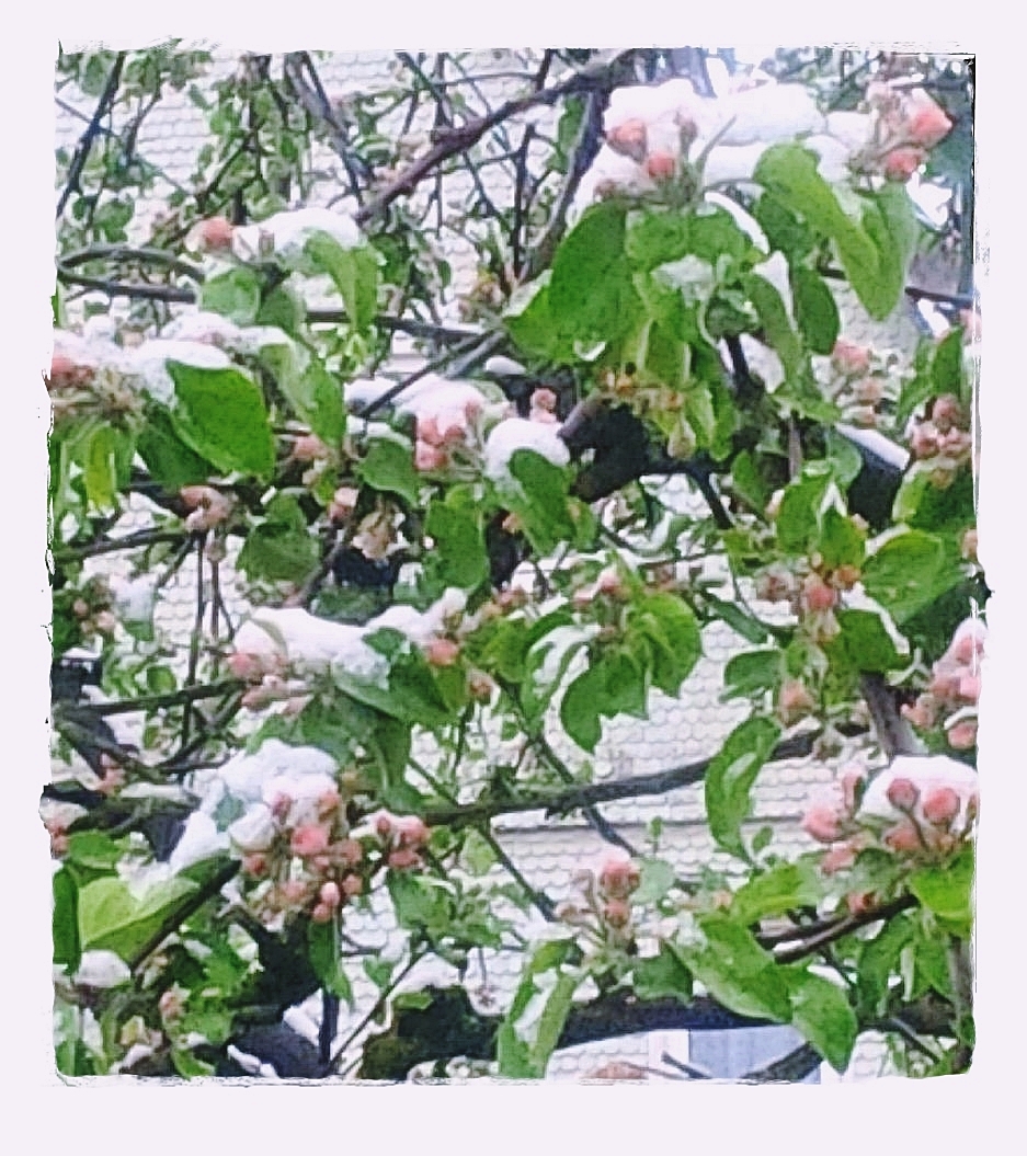 Baumblüten im Schnee