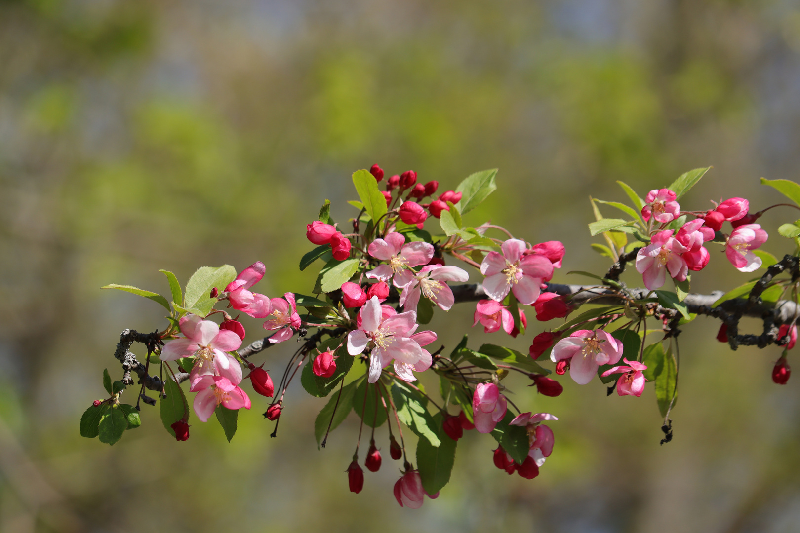 Baumblüten rosa