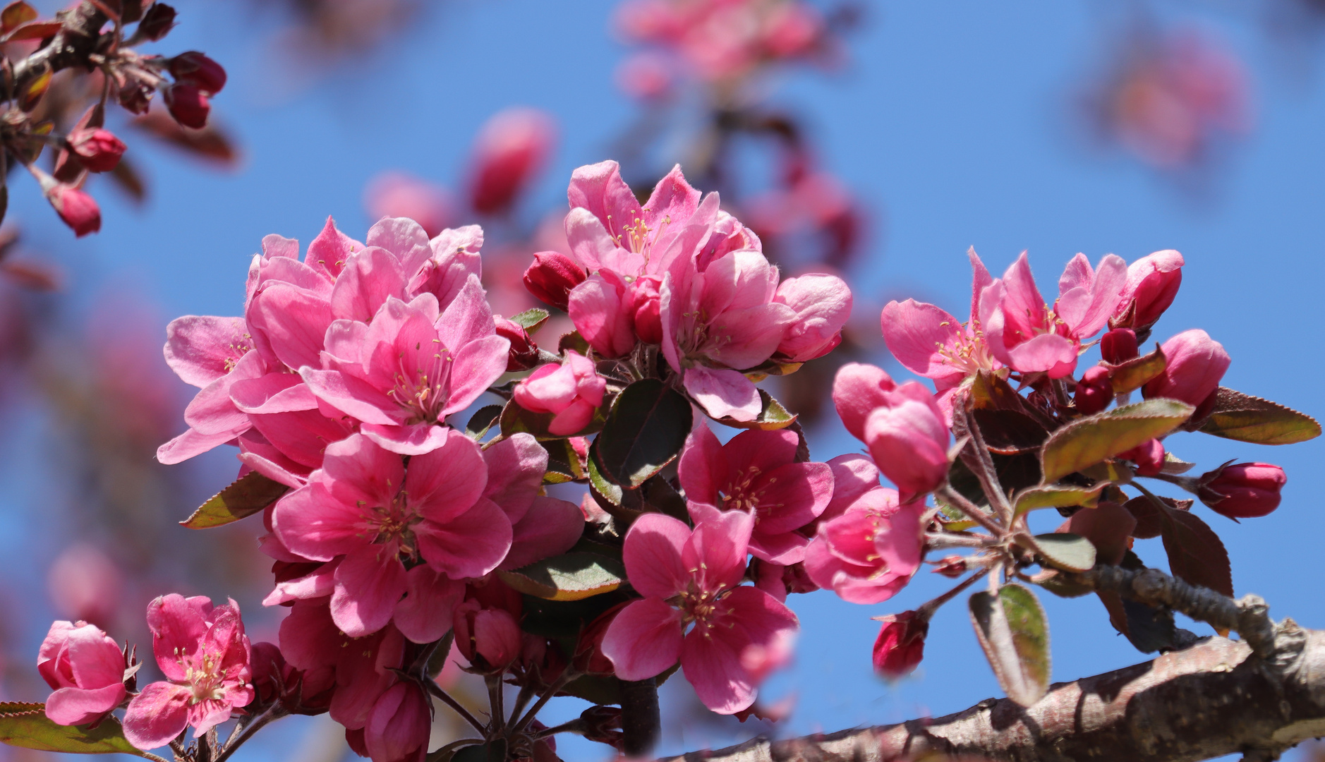 Baumblüten rosa