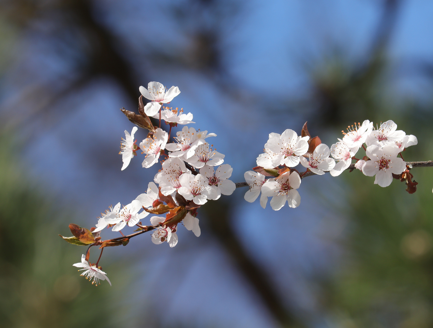 Baumblüten weiß