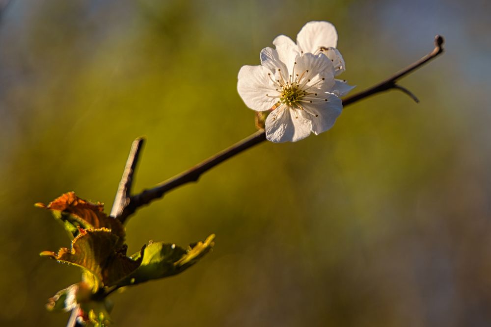 Baumblüten_022