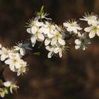 Baumblüten_045