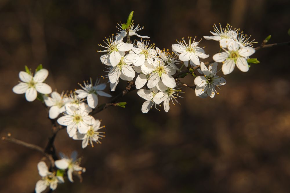 Baumblüten_045