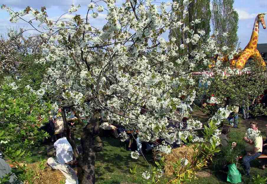 Baumblütenfest Werder 2004-04-25