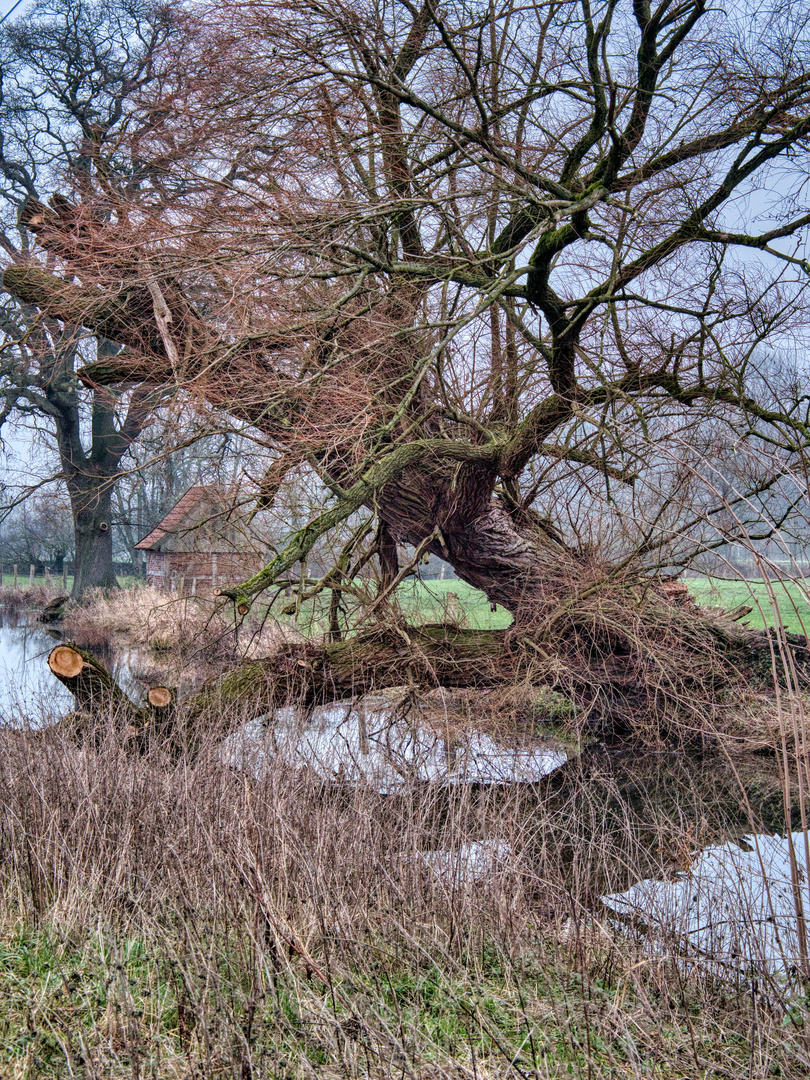 Baumbrücke