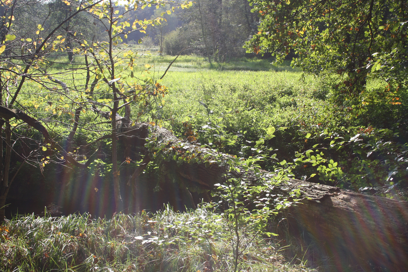 Baumbrücke mit Sonnenstrahlen