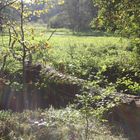 Baumbrücke mit Sonnenstrahlen