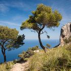 Baumbrüder in der Tramuntana 