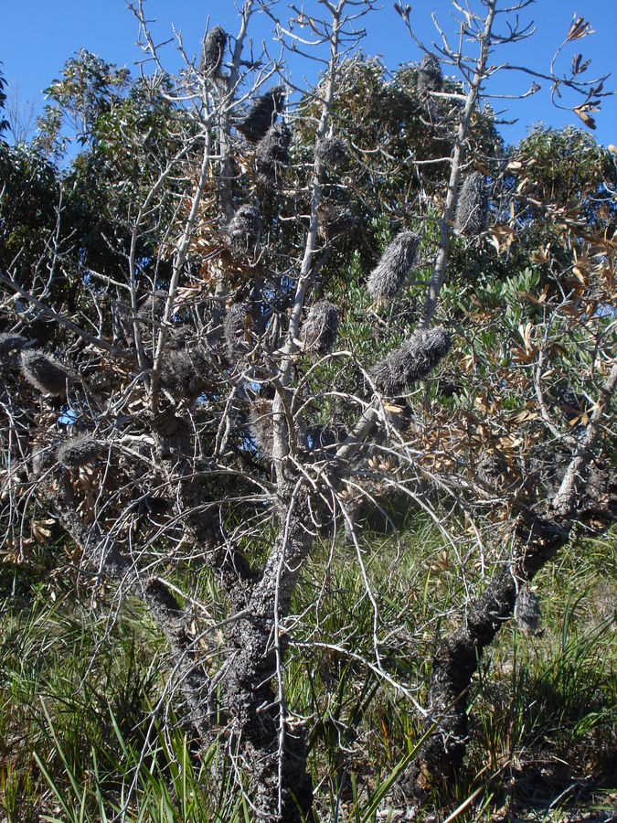 Baumbusch in Australien