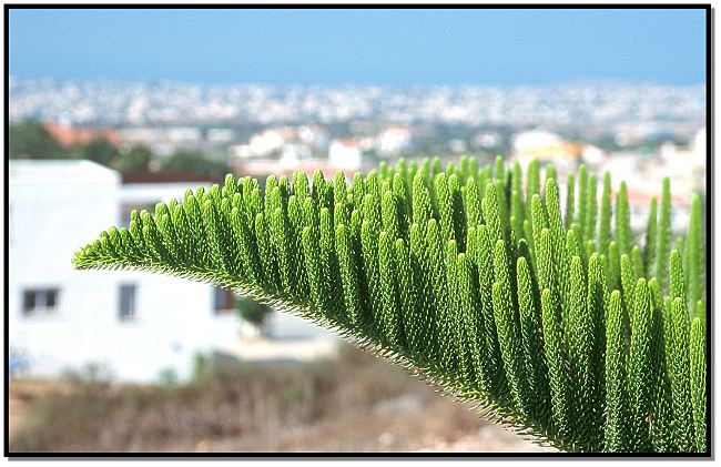 Baumdetail und Paphos im Hellen