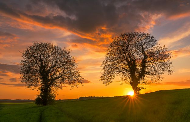 Baumduo im letzten Licht