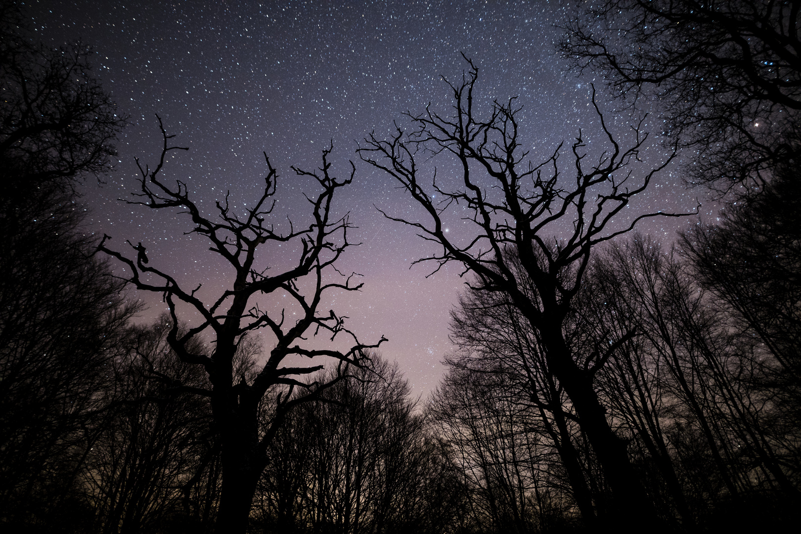 Baumduo vor dem Sternenhimmel