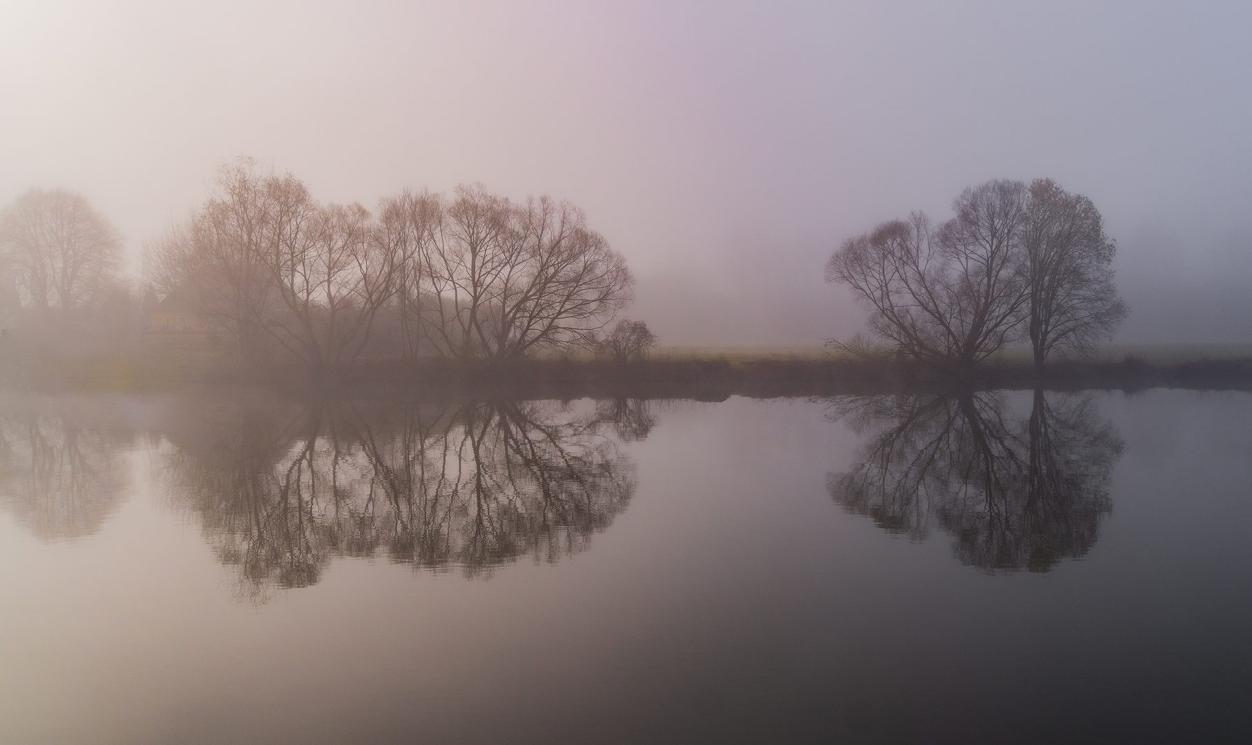 Ba?ume im Nebel