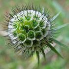 Baumeister Natur