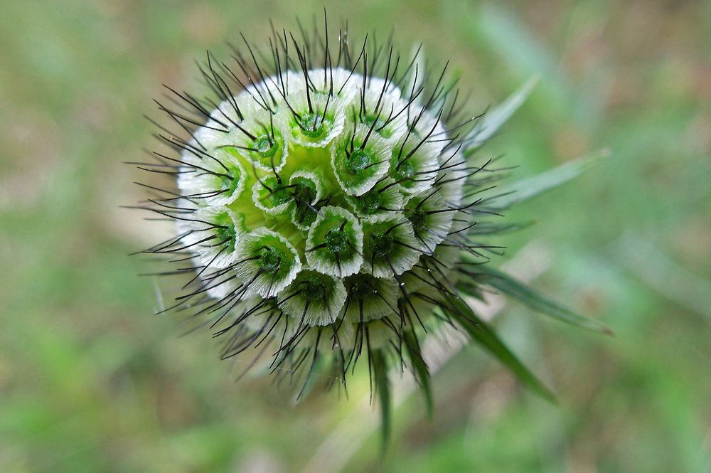 Baumeister Natur