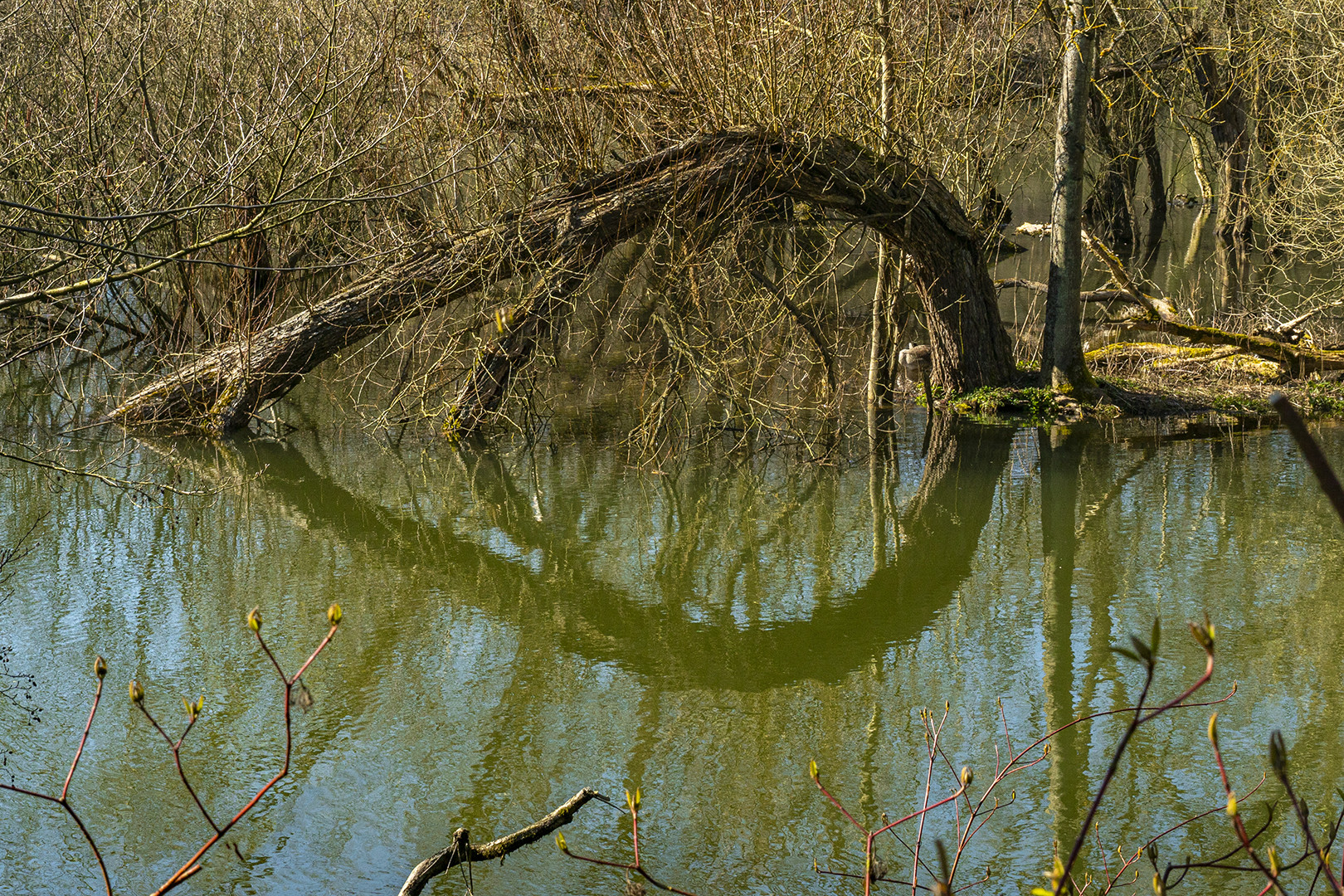 "Baumeister" Natur" !