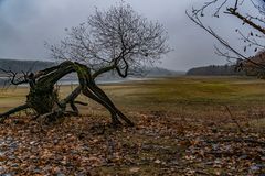 "Baumeister" Natur !