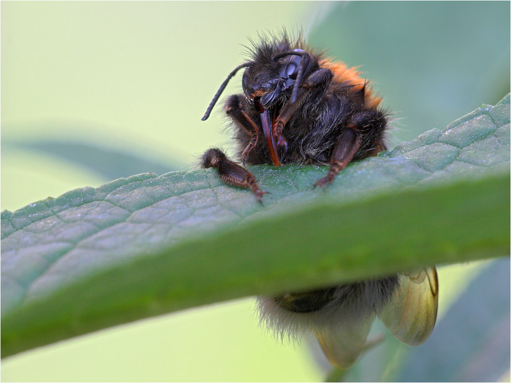 Baumel-Bumblebee