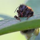 Baumel-Bumblebee