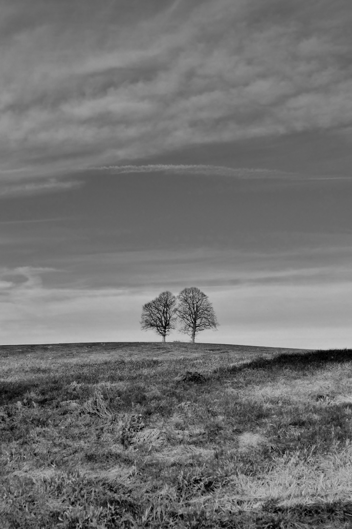 .... baumelnder Horizont