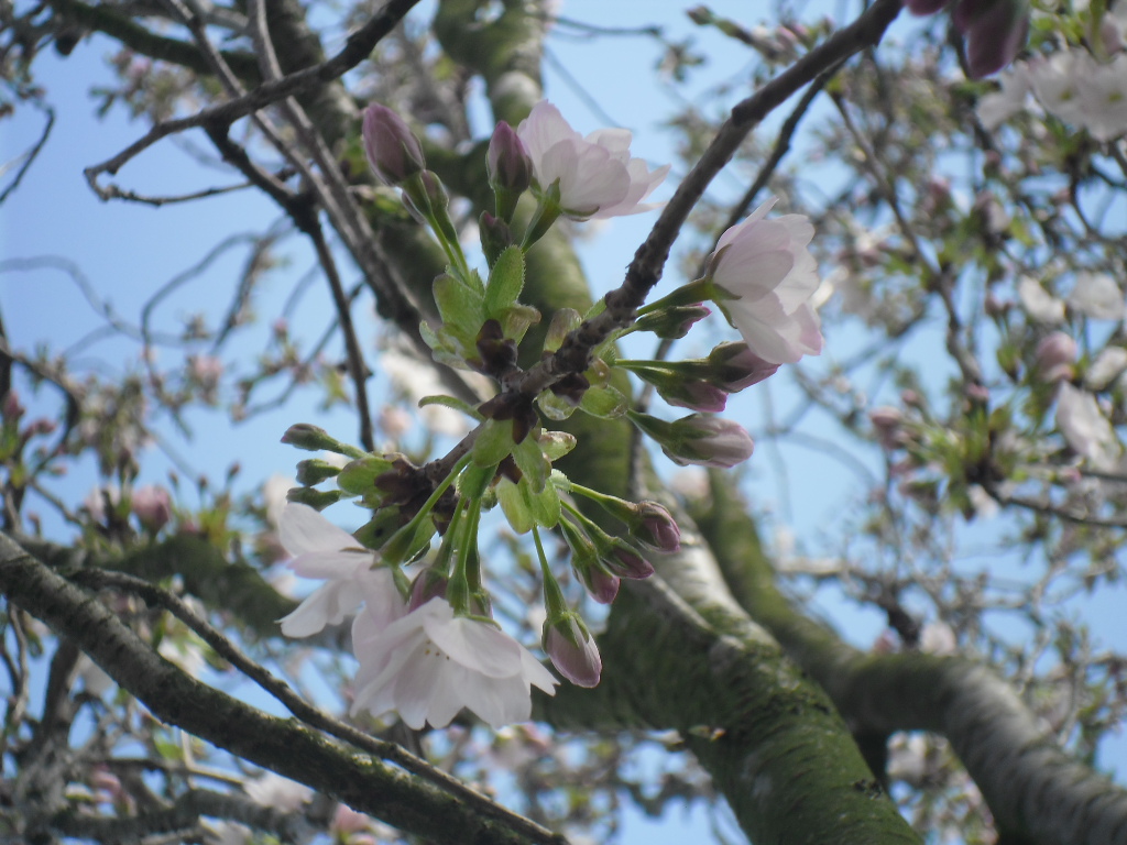 Baumen blüte 3