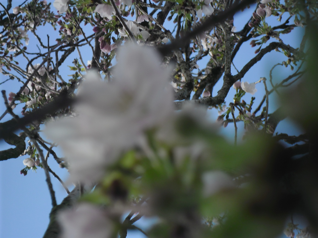 Baumen blüte 4