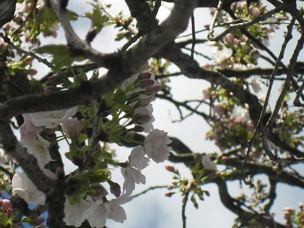 Baumen blüte 7