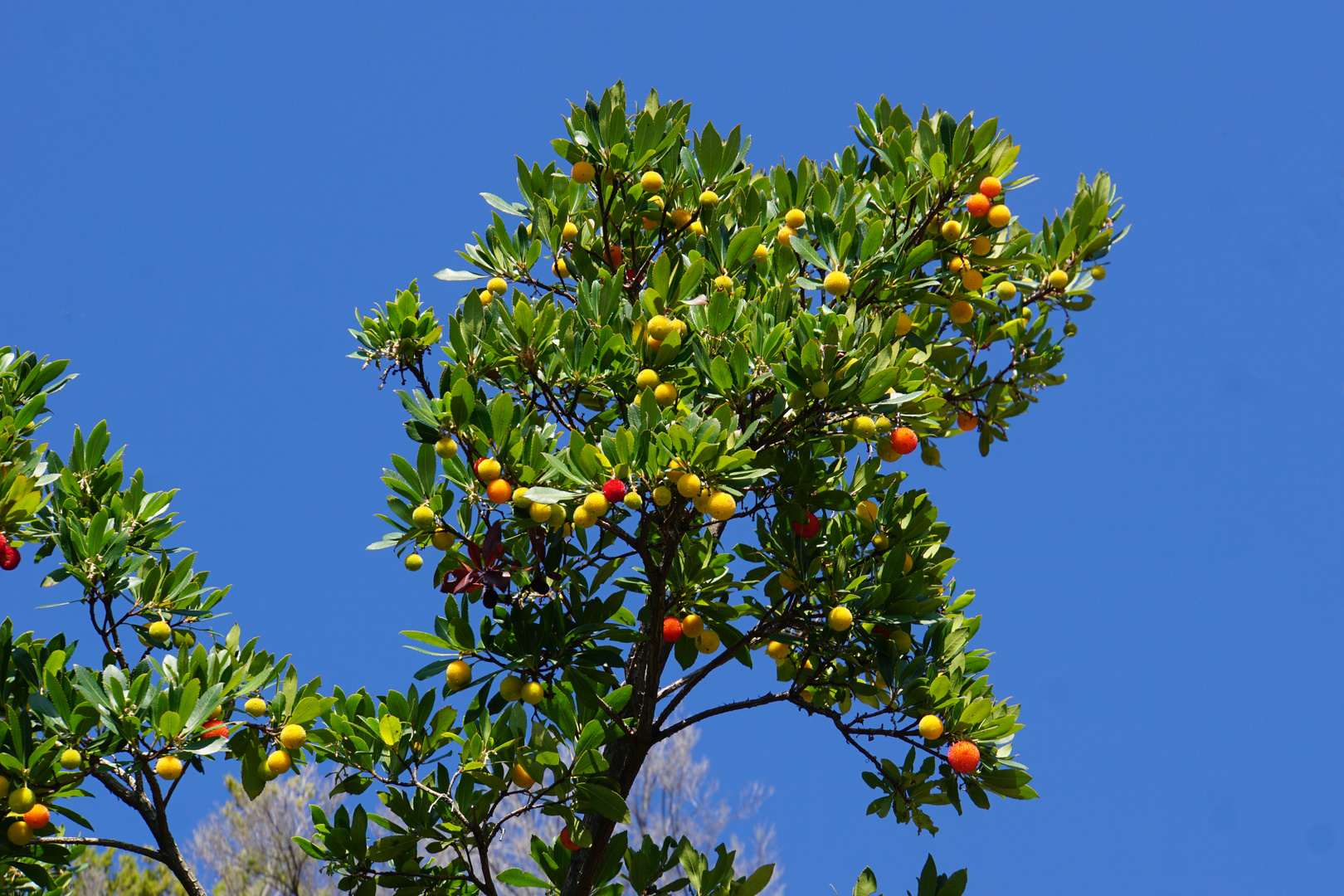 Baumerdbeeren