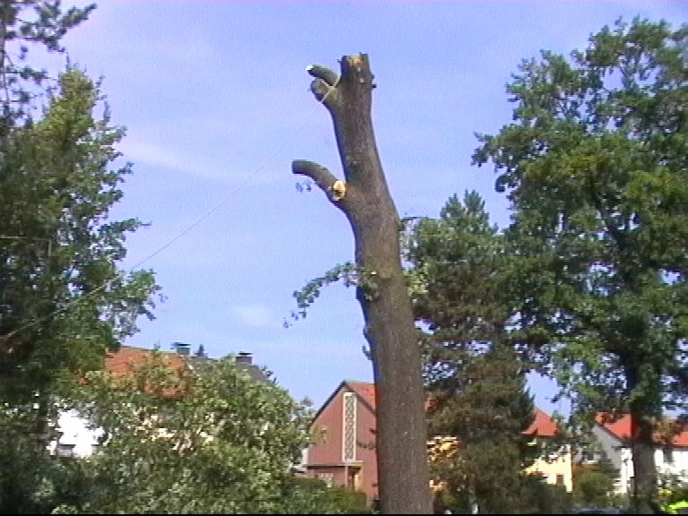 baumfällarbeiten an einer Eiche1