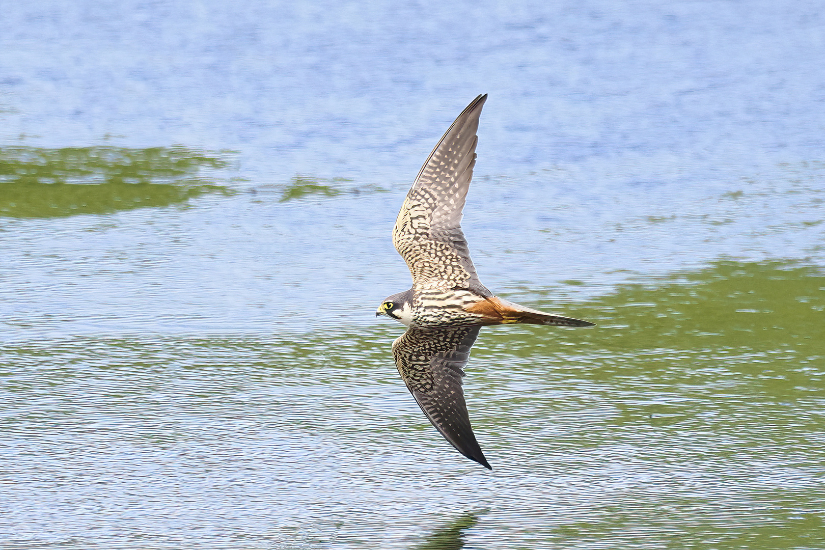 Baumfalke