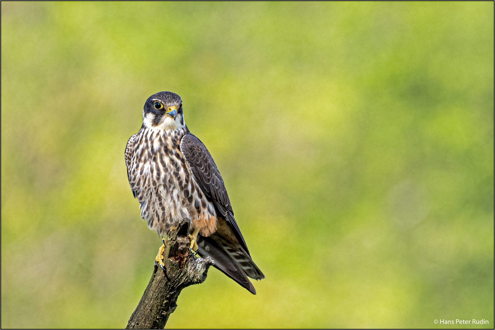 Baumfalke – Ansitz