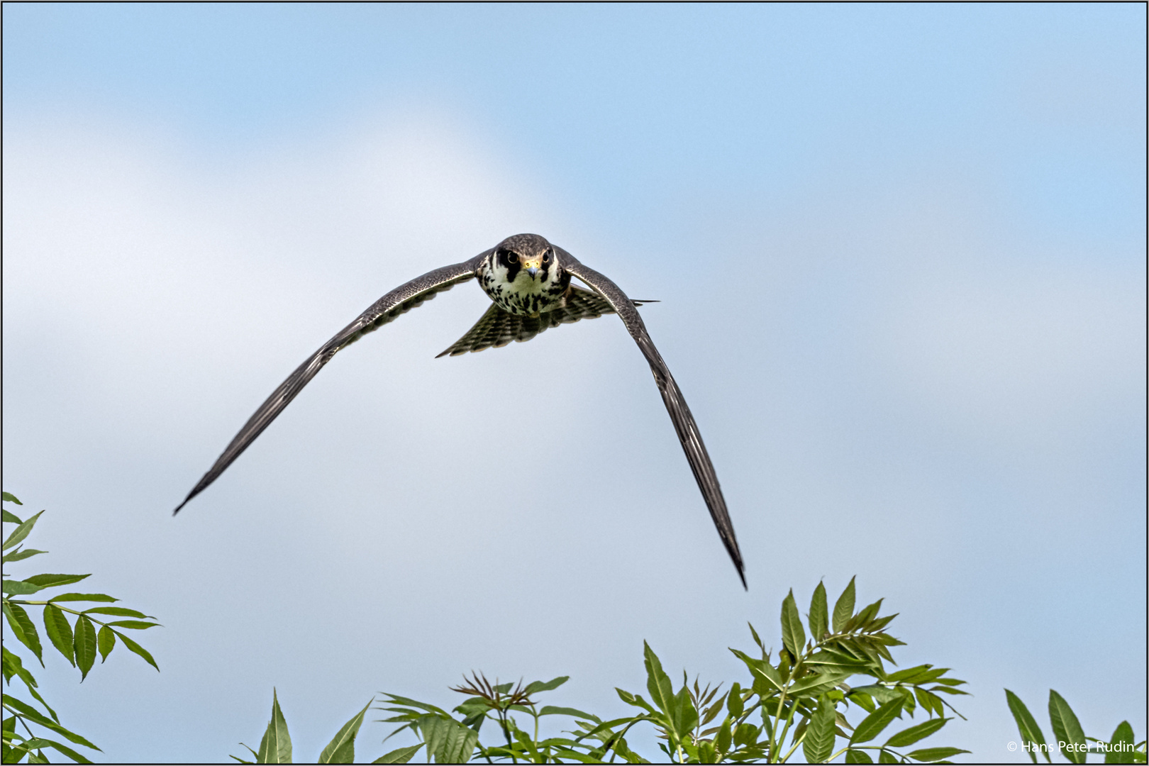 Baumfalke – auf Augenhöhe